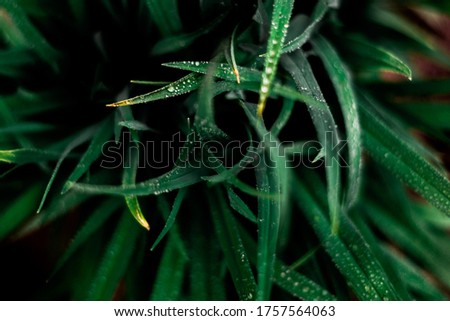 drops of water on a green plant