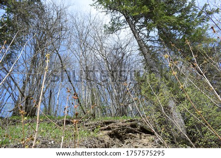 the slope of the mountain in the forest, forest undergrowth