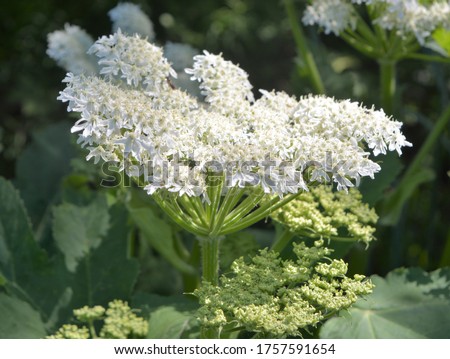 Heracleum mantegazzianum, commonly known as giant hogweed, is a monocarpic perennial herbaceous flowering plant in the carrot family Apiaceae Royalty-Free Stock Photo #1757591654