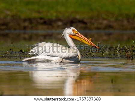 A beautiful American White Pelican swimming in the shallows of a Colorado mountain lake.