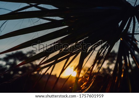 A palm tree leaf at sunset. High quality photo