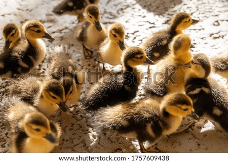 Bunch of ducklings eating food