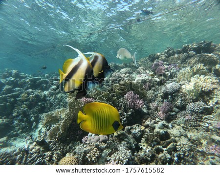 Reefs and Red Sea fish Morena