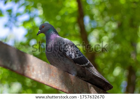 One wild grey city pigeon  sits on the iron fence  in a sunny warm summer weather. The green tree is blurred on the background. 
