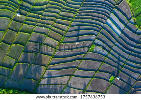 Aerial view taken by drone of some rice terraced paddy field in Bali Indonesia and creating an abstract pattern of lines and shapes