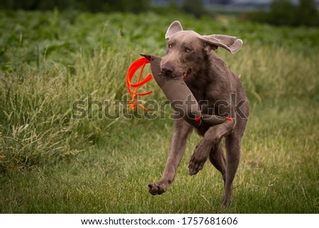 Slovakian Roughhaired Pointer dog hunting