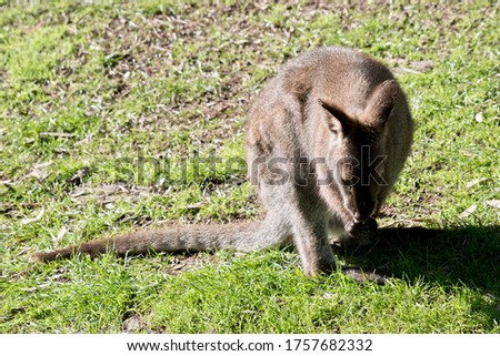 the red necked wallaby is brown and gray marsupial