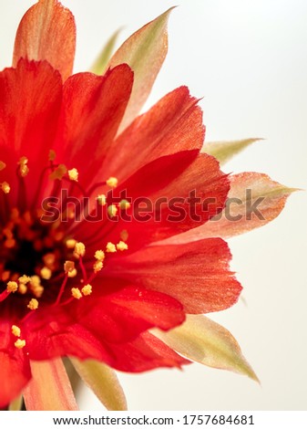 Red color delicate petal with fluffy hairy of Echinopsis Cactus flower on white background