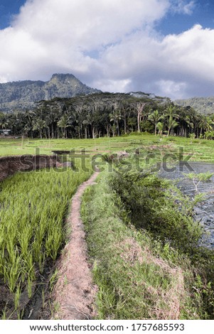 Rice fields and hills view