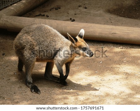 Australian kangaroo in the bushes