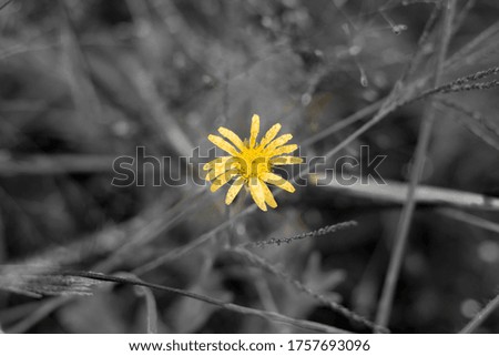 Yellow flower with some droplets