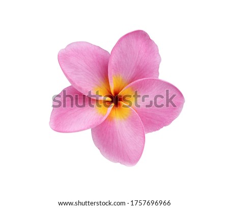 Plumeria, Frangipani, Temple tree, Close up beautiful single Plumeria flower. Top view pink flower isolated on white background. with clipping path