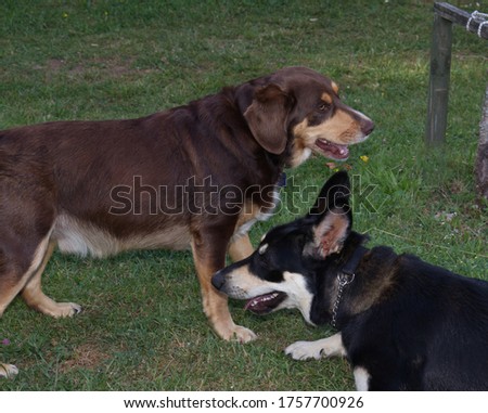 Two dogs, one standing up and one lying down, playing together with their eyes on each other sideways glances.