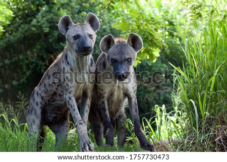 The love of  Hyena in the nature.