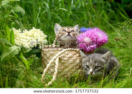 Two striped gray kittens in a wicker basket on green grass against the background of the flowers Carduus platypus and Sambucus. Postcard. Place for inscriptions. Present.
Cat food advertisement