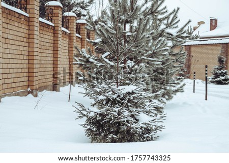 A small natural spruce tree is decorated with snow before Christmas.