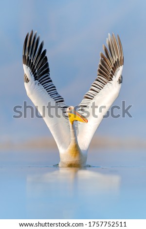 Beautiful wings. Bird start in the water. White pelican, Pelecanus onocrotalus, landing in Lake Kerkini, Greece. Pelican with open wings. Wildlife scene from European nature.  Royalty-Free Stock Photo #1757752511