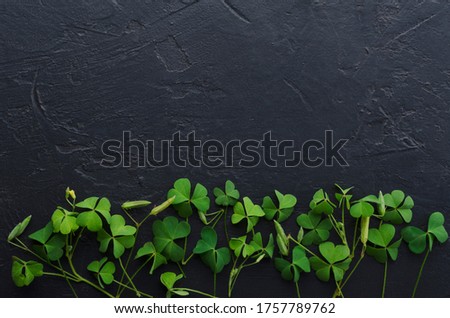 Top view of row of green shamrock leaves on the dark surface.Empty space 