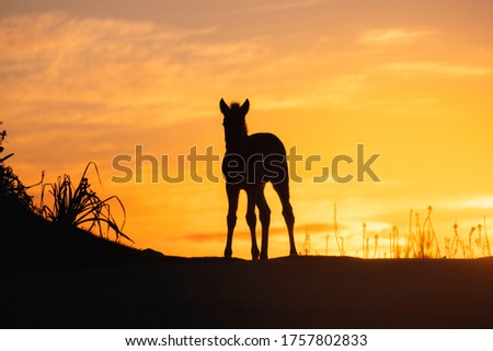 Horse silhouette at sunset in the field