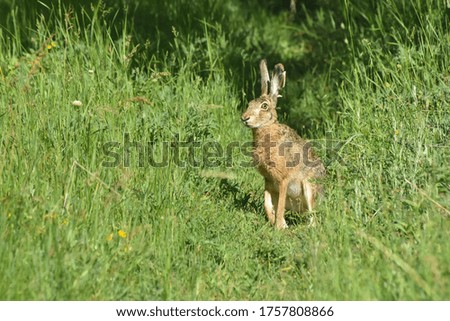 Wild cute rabbit on meadow. Big wild bunny in grass

