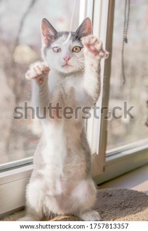 Close up picture of small white grey kitten with brown eyes playing with tread and standing on two back paws and showing it stomach two another paws catching small tread in the air. Animal wallpaper.