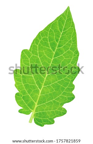 Single tomato leaf isolated on a white background. Clip art image for package design.
