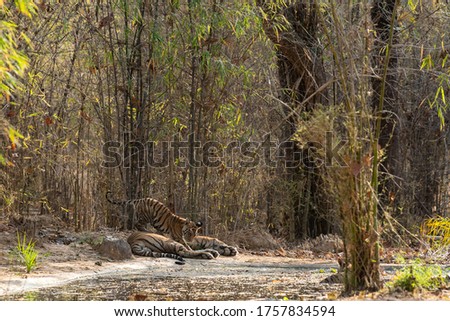 wildlife moment during safari at bandhavgarh forest when wild male tiger or father taking care of his playful cubs at bandhavgarh national park or tiger reserve madhya pradesh india - panthera tigris