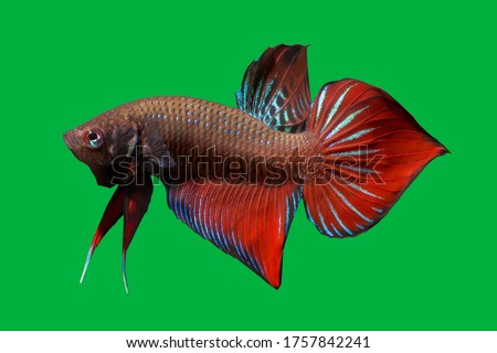 types of wild betta fish