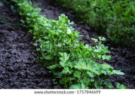 
parsley growing in the garden Royalty-Free Stock Photo #1757846699