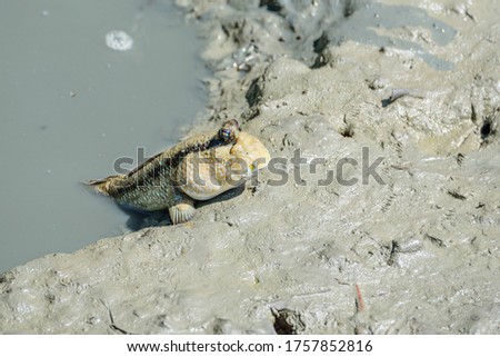 Mudskipper are amphibians, big heads, eyes can rotate. Able to move on land and jump