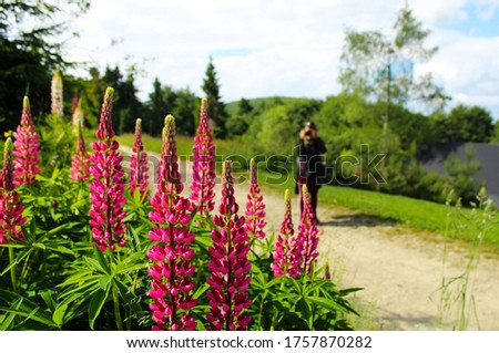 Veronica spicata, royal candles glory pink flowers growing in Hala Labowska in Beskidy, Beskid Sadecki Beskids mountains. Woman taking a photo in the background.
