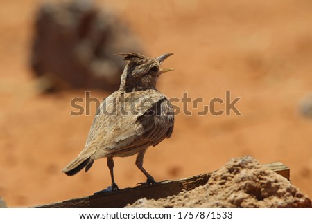Desert birds chirp a close up photo