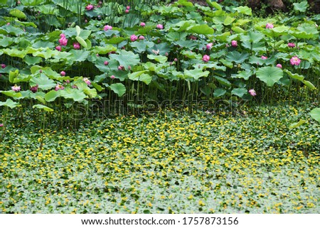 A Lotus blossom in the rain