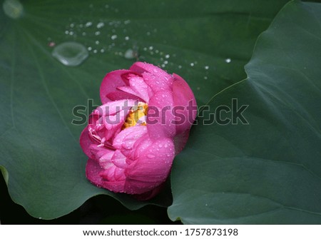 A Lotus blossom in the rain