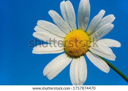 fresh white daisy with dew drops or after rain on blue sky background, close-up horizontal outdoors stock photo image