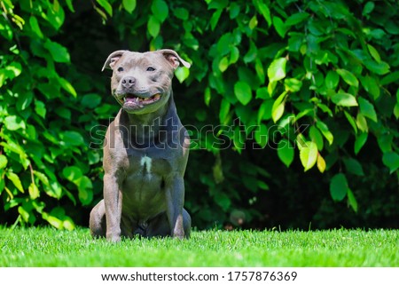 English Staffordshire Bull Terrier Sits in the Green Grass in the Garden of Czech Republic. Blue Staffy Poses and Smiles during Springtime in Czechia.