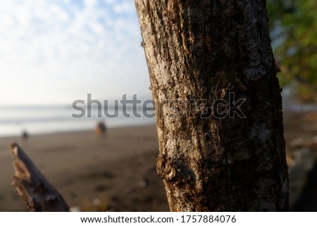 trees and tree trunk on the beach