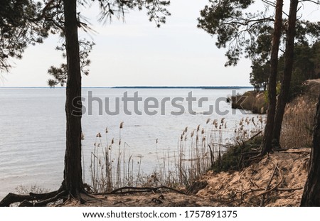 green trees near reeds and tranquil lake