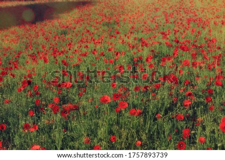 Poppy fields near Faversham in Kent, UK
