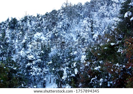 after the snowfall the plants looks like this the forest ares view
