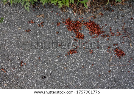 a large concentration of red bugs. The view from the top.