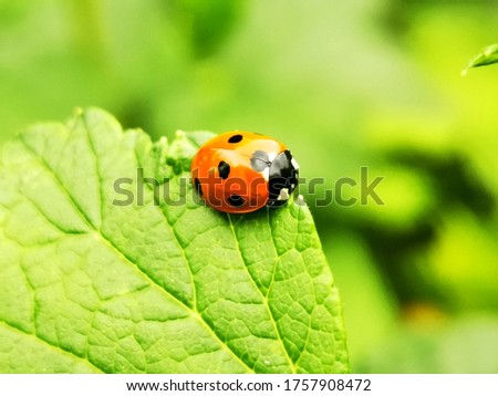 
The picture shows a ladybug. Very useful beetle.