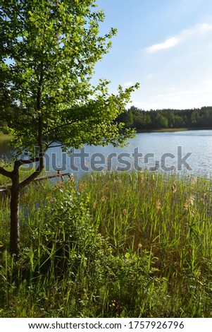 Morning on the shore of the Zelwa Lake. Augustów Primeval Forest. Sejny County, Suwalskie, Podlaskie Voivodeship