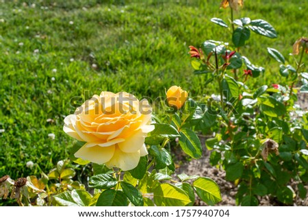 yellow roses with green leaves in the garden flower garden detail