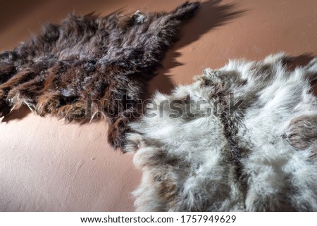 hunting trophy texture animal skin fur on the wall, interior decoration. On the brown wall. Using animal fur to decorate the interior of the wall. Predator Fur