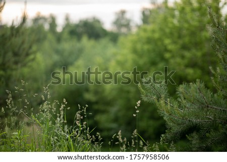Summer landscape in the middle zone of Russia. Image with selective focus.