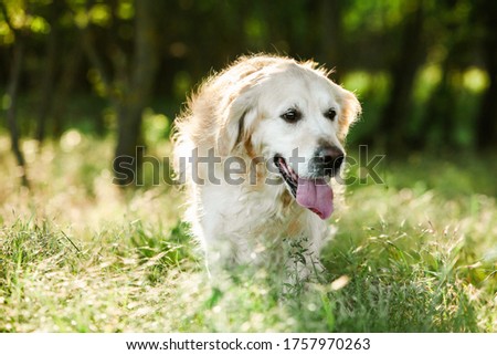 Labrador retriever dog. Golden retriever dog on grass. adorable dog in poppy flowers. 