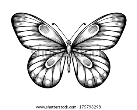beautiful black and white butterfly. Hand-drawn contour lines and strokes.