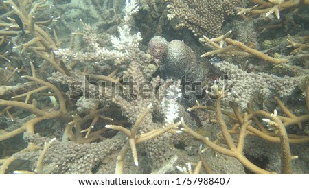 Coral with disease found at coral reef area in Tioman island, Malaysia