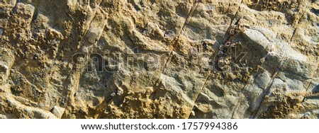 Photography of the rock texture. Detail of cliff in Zumaia in Basque Autonomous Community / country in summer cloudy day in Bay of Biscay. Ornamental pattern of mountain surface. High resolution image